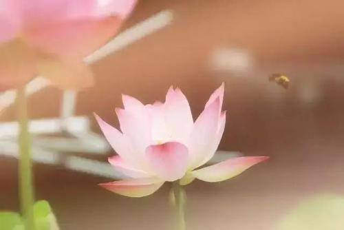 娑婆世界众生的来源