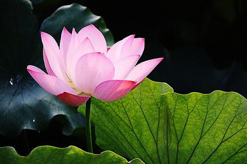 什么是佛家五蕴