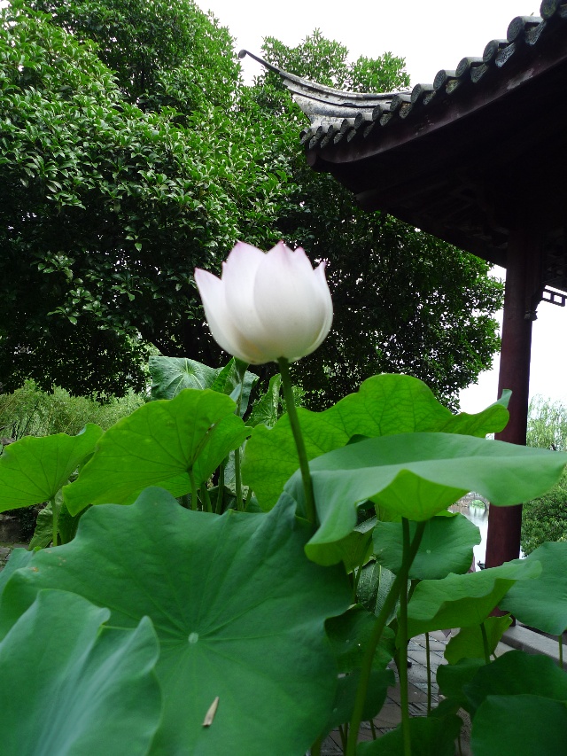 五蕴的观察