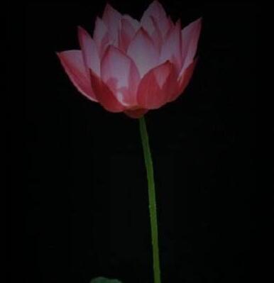 佛教中何为六波罗蜜