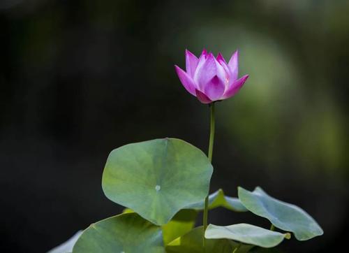 四众是什么意思