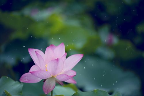 佛教中各果位的涵义