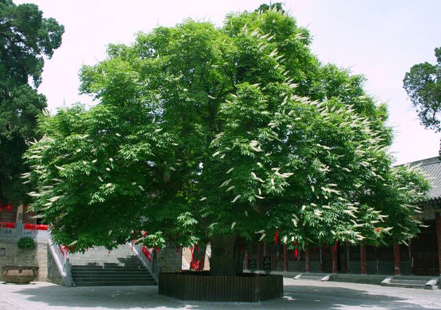 菩提树的宗教色彩