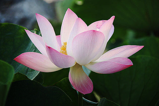 授菩萨戒缦衣缦衣穿法具体步骤
