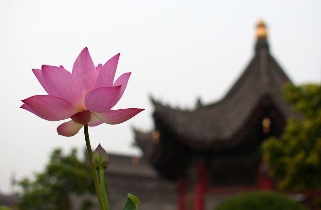 见惑与思惑