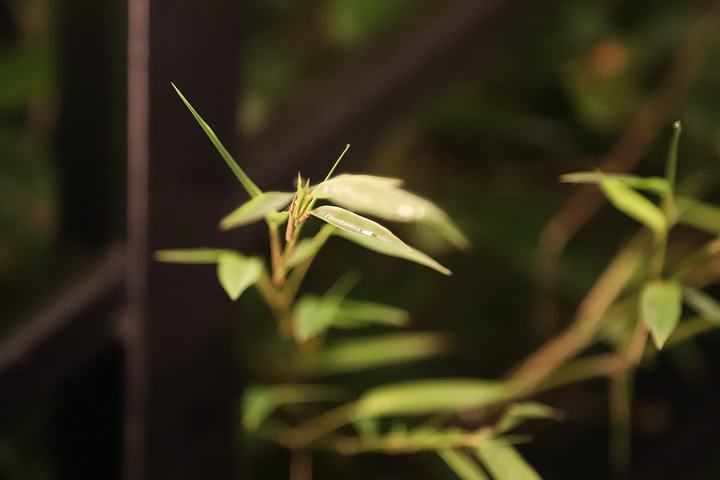 禅那和禅定的区别是什么