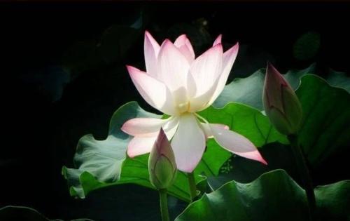 戒善讲的是什么