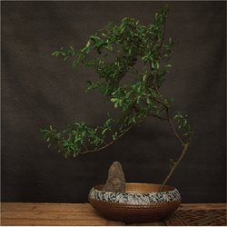 慧命是什么意思