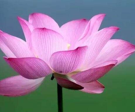 如何才能断我执