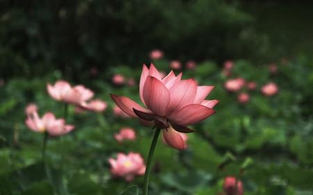 化身和真身的区别是什么