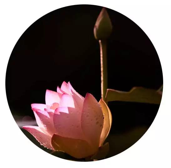 什么是无明