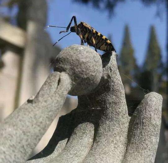 发愿是什么意思