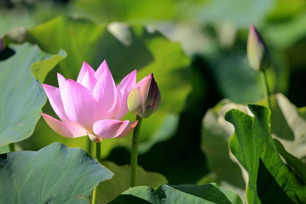 须陀洹果的解释