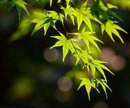 唯识宗的简介