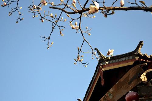 阿罗汉果的介绍