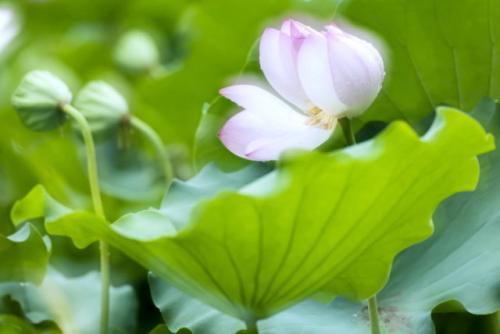 缘觉乘：为何无明