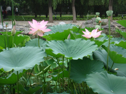 尸林怙主的形象是什么