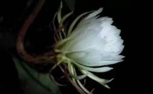 九祖蕅益大师
