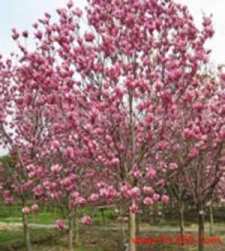 憨山大师简介