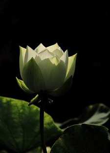 无门直指 第四十二节 有修无修