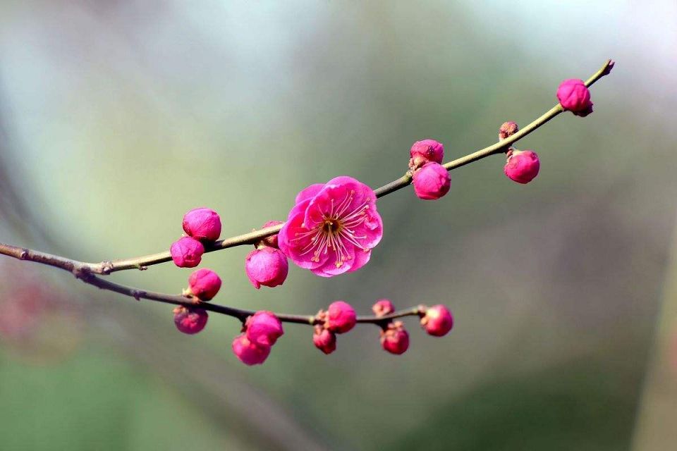 佛说大吉祥天女咒