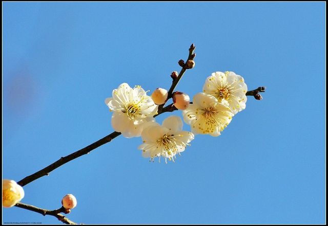 消灾吉祥神咒正确的唱诵视频