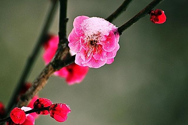 药师经十二大愿讲什么