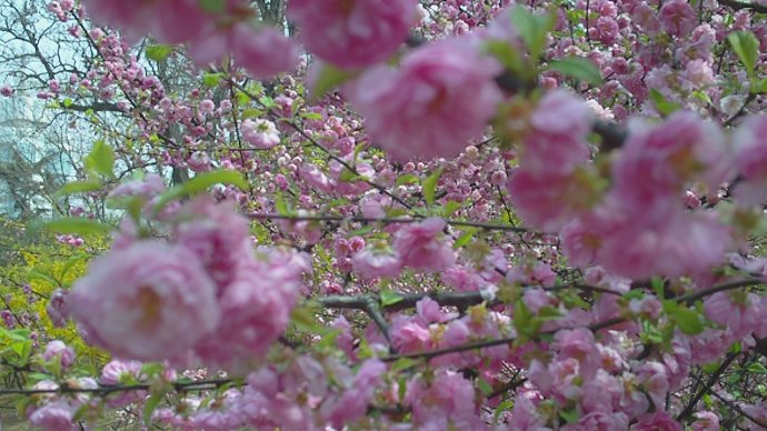 地藏菩萨心咒读诵视频