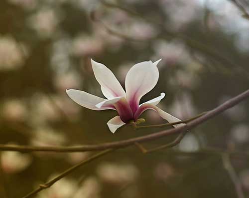 药师经功德