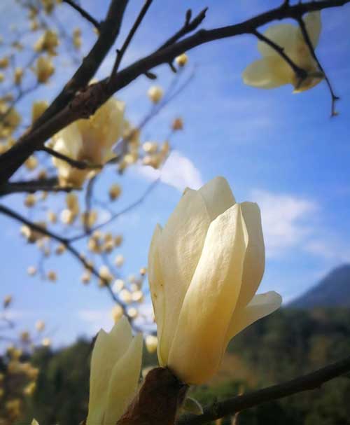 诵读药师经仪轨