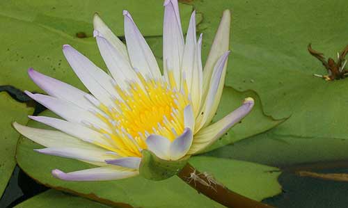 药师经经文