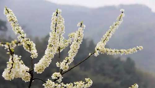 怎样念药师经才有效