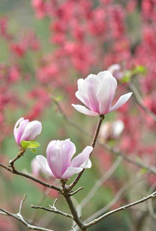 李阳皈依佛门师从释永信揭李娜陈晓旭等出家名人