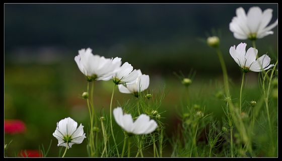 见忍法师：关于佛教寺院管理的探讨