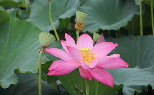 栀子花，白花瓣（三）