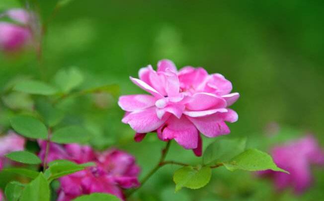 法界法师：药师法门修行概要