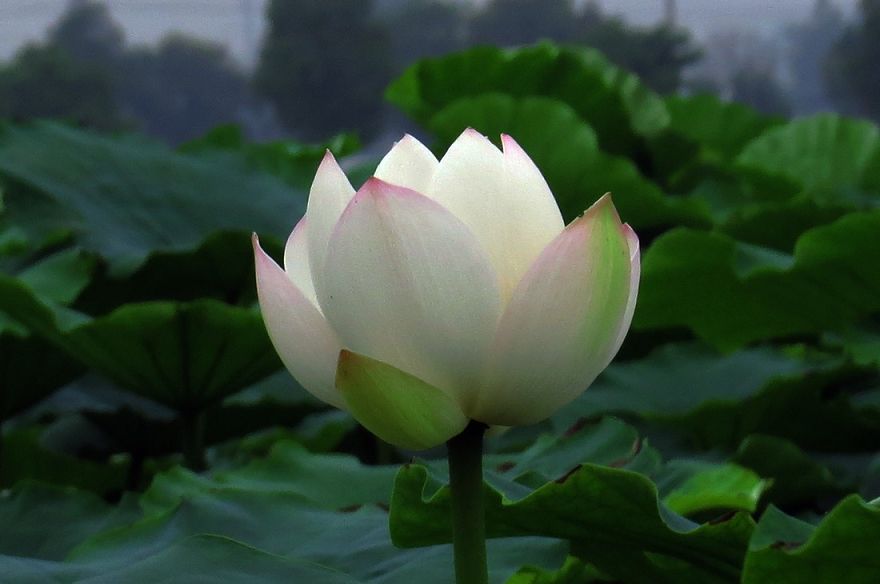 太虚大师：佛教高僧大德的素食观