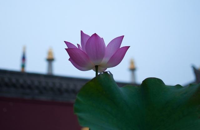 新房子为什么要洒净?