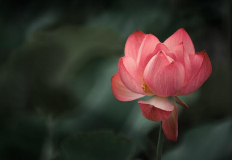 索达吉堪布：嫉妒心太强，来世易转生为阿修罗