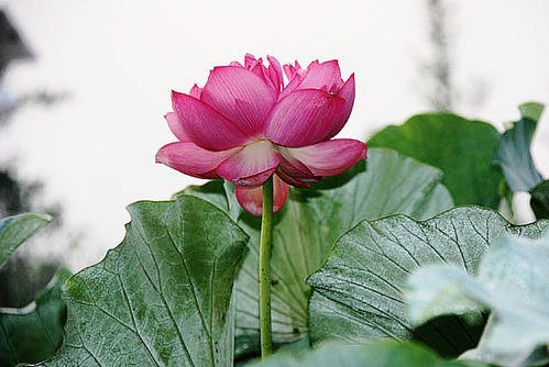 斋日--持斋之日和功德